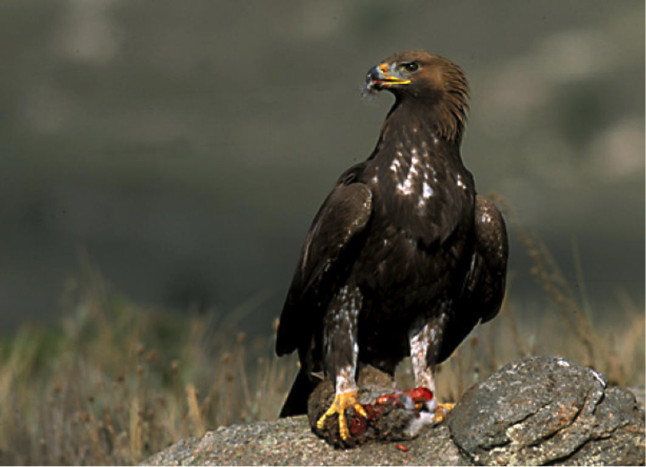 aguila1