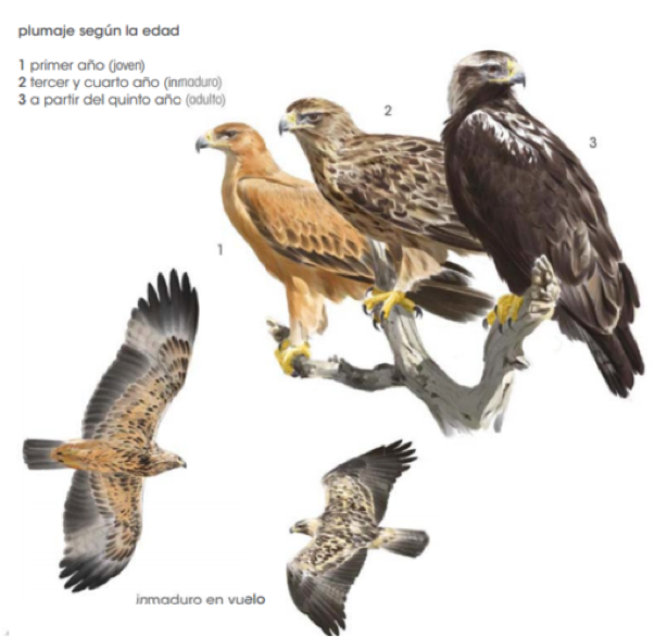 aguila3. png