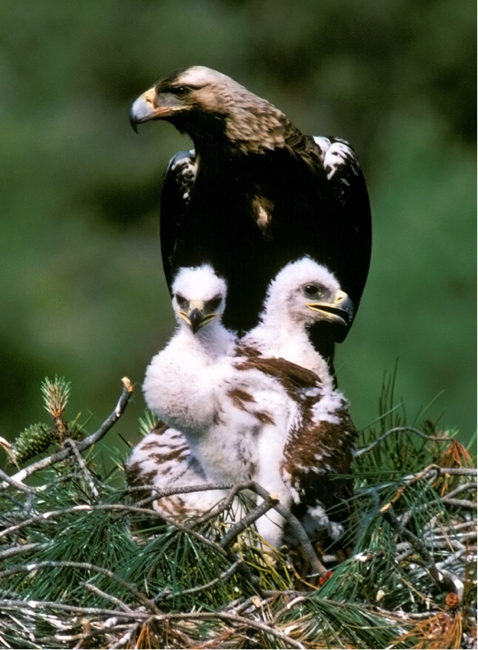 aguila5
